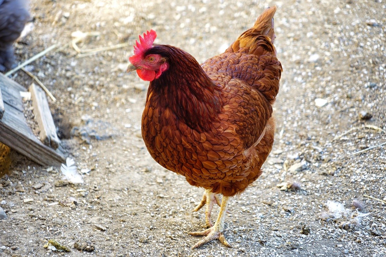 Chickens... More Than Just Yummy!