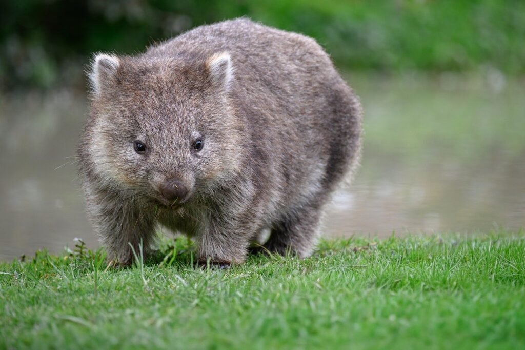 Wombats... Nature's Bouillon Cube!